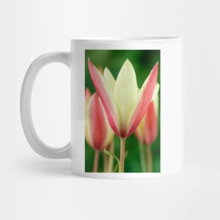 Tulipa clusiana  'Cynthia'  AGM  Lady tulip  Miscellaneous tulip Mug